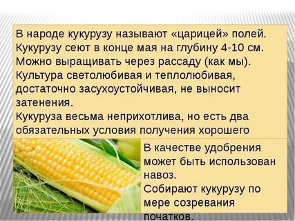 Кукуруза культурное растение 3 класс