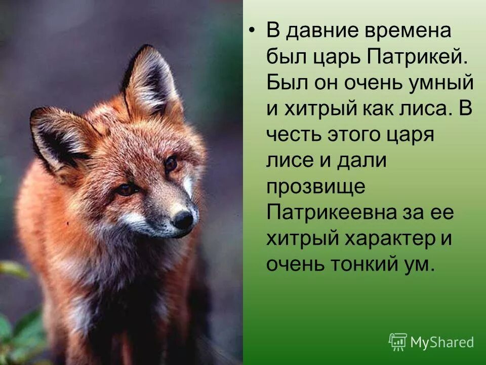 Хитрый как лиса ловкий как тигр. Хитрый как лиса ловкий как тигр