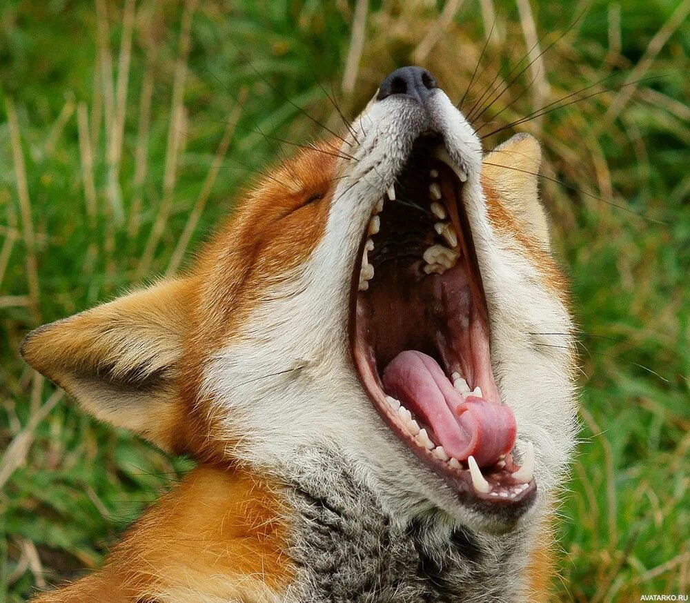 Раздирает рот зевота шире мексиканского. Пасть лисы. Лиса зевает. Лиса с открытой пастью. Зубы лисы.