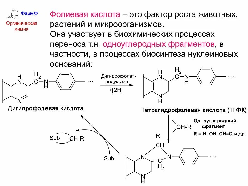 Синтез фолиевой кислоты схема. Одноуглеродные производные фолиевой кислоты. Химические реакции с фолиевой кислотой. Биосинтез фолиевой кислоты.