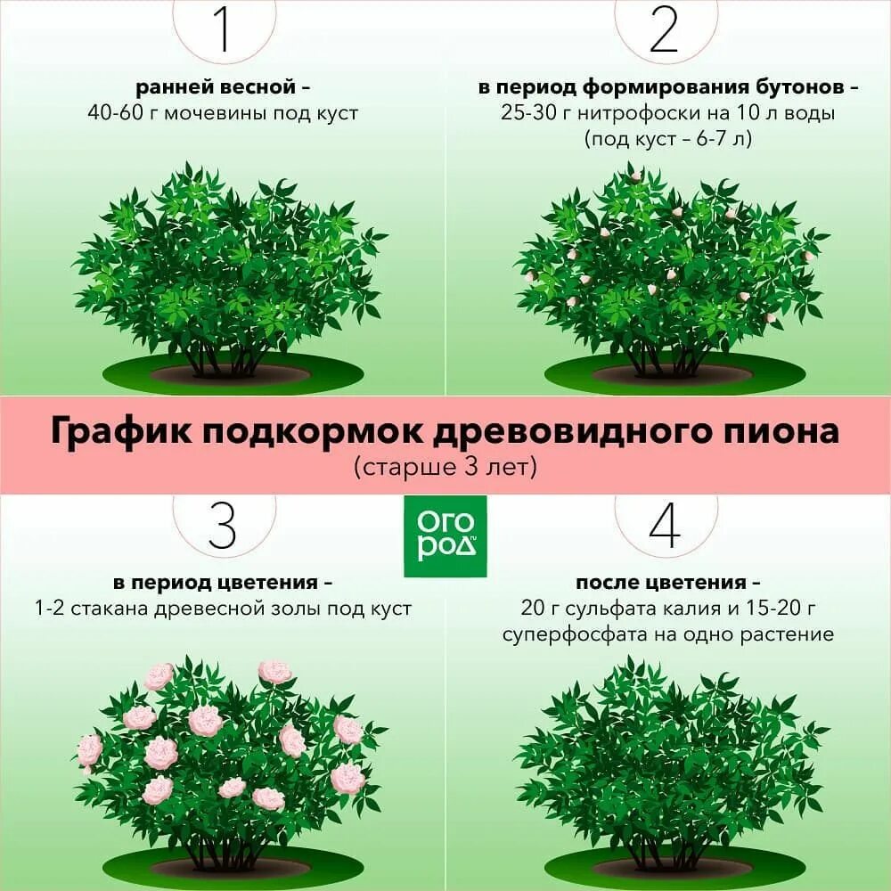 Размер куста. Жизненная форма кустарник. Размеры кустов. Схема посадки пиона. Схема озеленения.