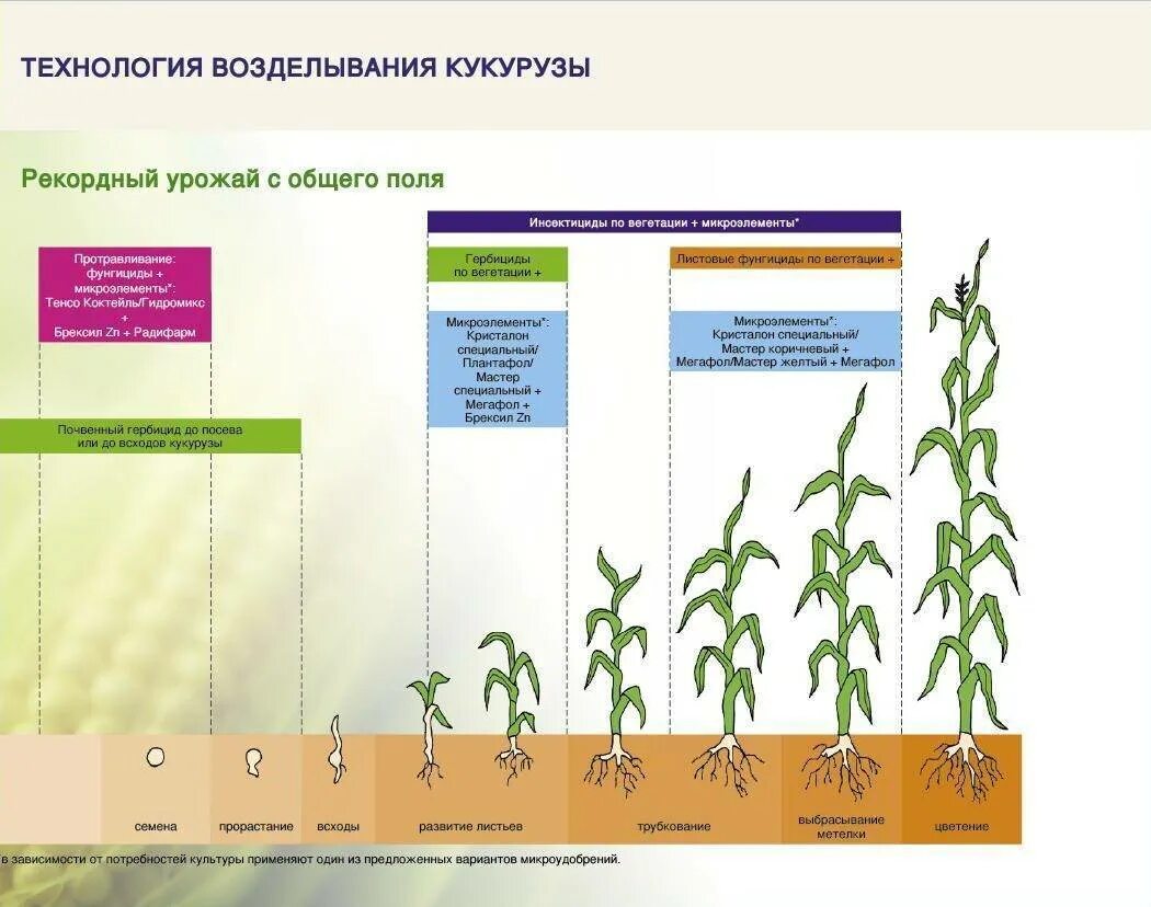 Через сколько всходит кукуруза. Схема посева кукурузы на зерно. технология возделывания кукурузы на зерно. схема посадки кормовой кукурузы. возделывания кукуруза на силос схема.