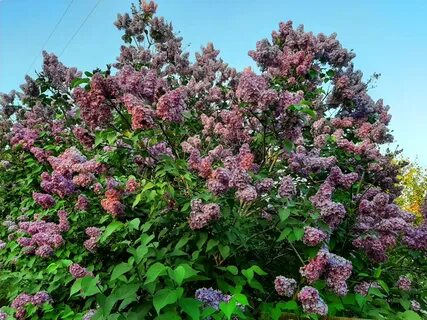Кусту сирени под окном не меньше
