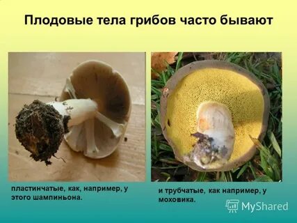 В плодовом теле шляпочного гриба созревают семена