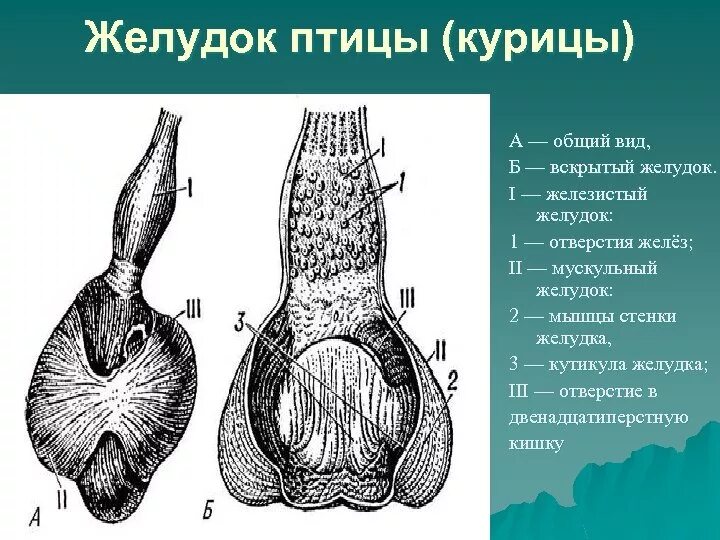 Строение желудка птиц. Железистый и мускульный желудок у птиц. Строение желудка курицы анатомия. Мускульный отдел желудка у птиц. Сколько отделов у птиц