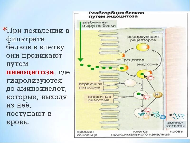 Расщепления веществ до поступления в клетку. Поступление белков в клетку. белки поступающие в клетки. поступление белков в клетку происходит путём:. белки поступление в клетку.