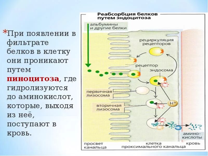 Транспорт белка происходит. Поступление белков в клетку. Белки поступающие в клетки. Поступление белков в клетку происходит путём:. Белки поступление в клетку.