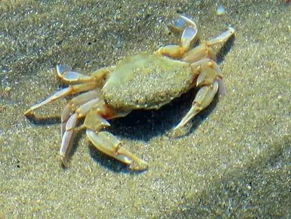 В анапе животное в море