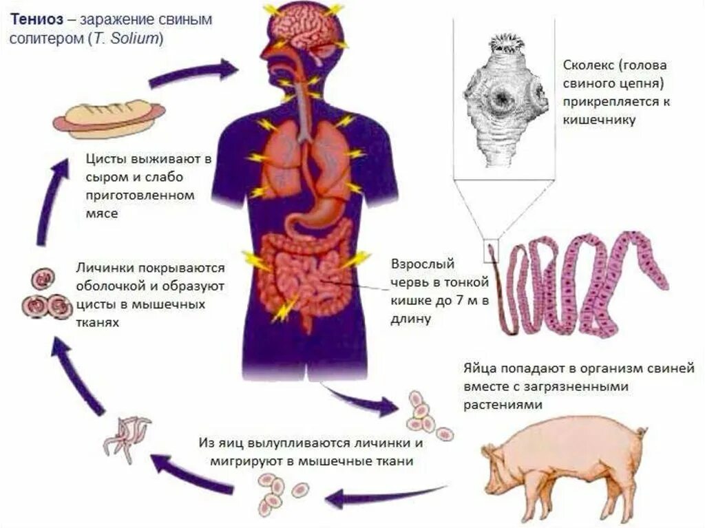 Свиной цепень жизненный цикл Taenia solium. Заражение свиным цепнем цикл. Свиной цепень жизненный цикл в организме человека. Цикл свиного солитера.