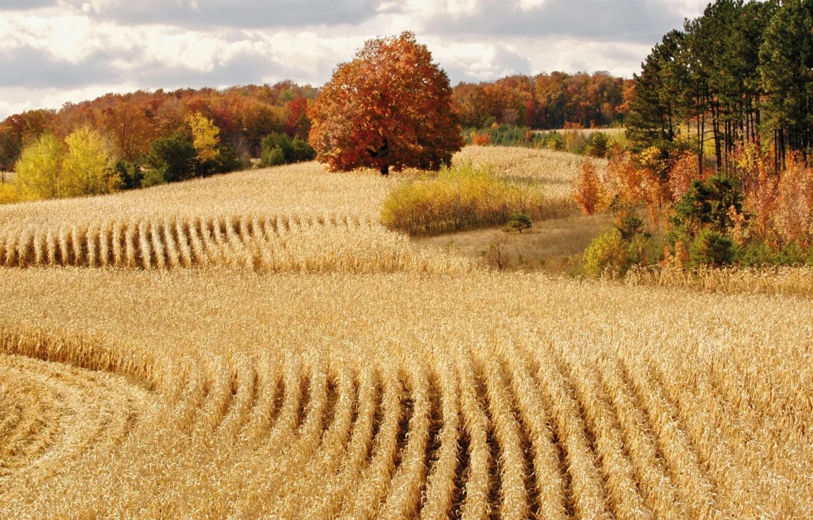 Field like
