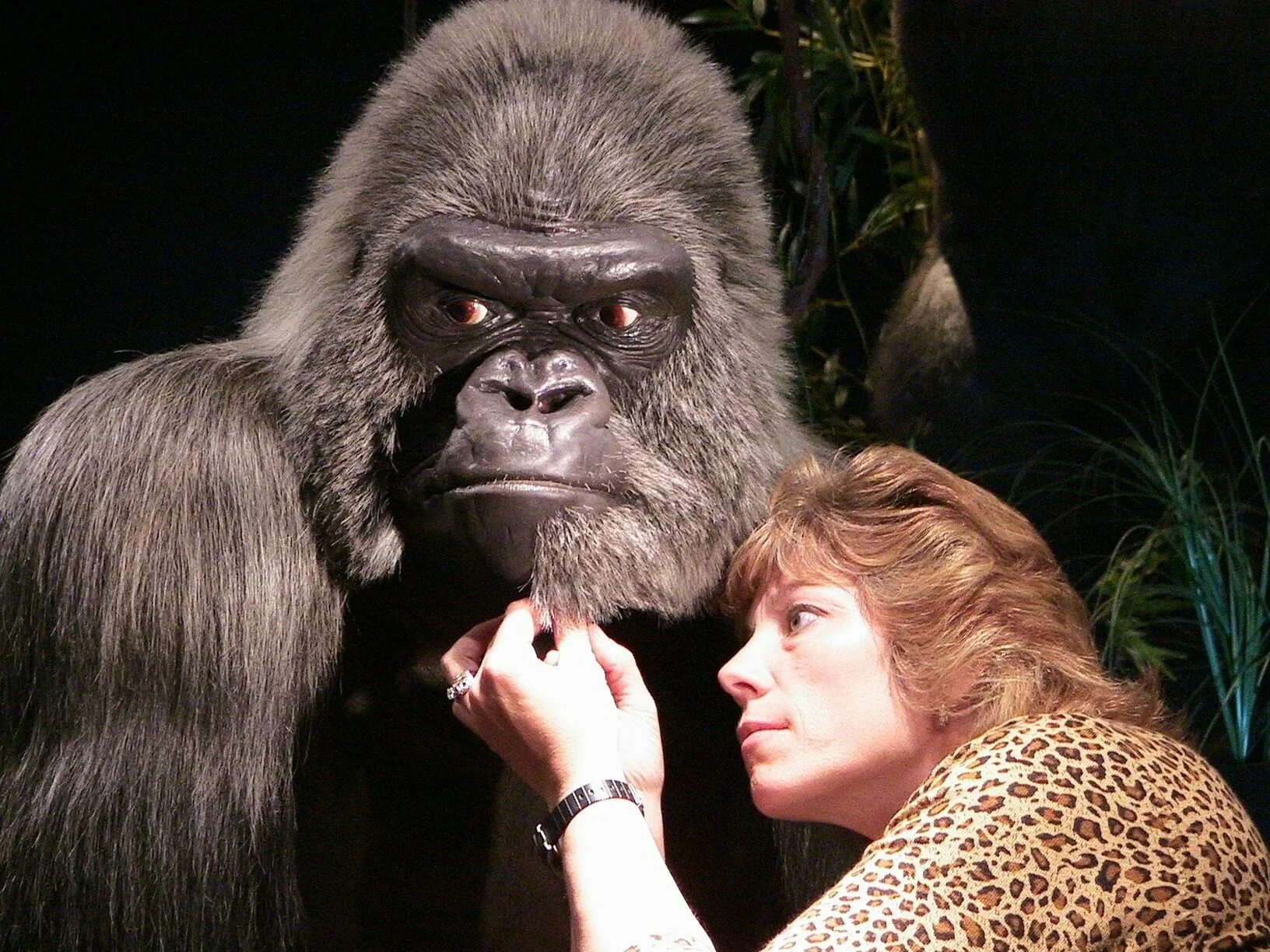 Новые легенды обезьяны. Американская горилла. Горилла с пышными волосами. Учительница горилла. Костюм гориллы.