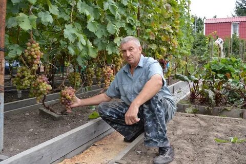 Жизнь винограда