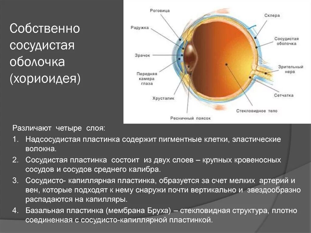 Какое значение имеет сосудистая оболочка. Сосудистая оболочка строение. Слои сосудистой оболочки глаза. Сосудистая оболочка глаза строение анатомия. Сосудистая оболочка глаза строение и функции.