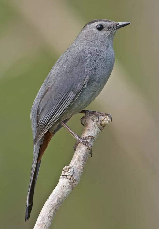 Маленькая серая с длинным хвостом. Dumetella carolinensis. Gray Catbird птица. Длиннохвостый скворец. Серая птица.