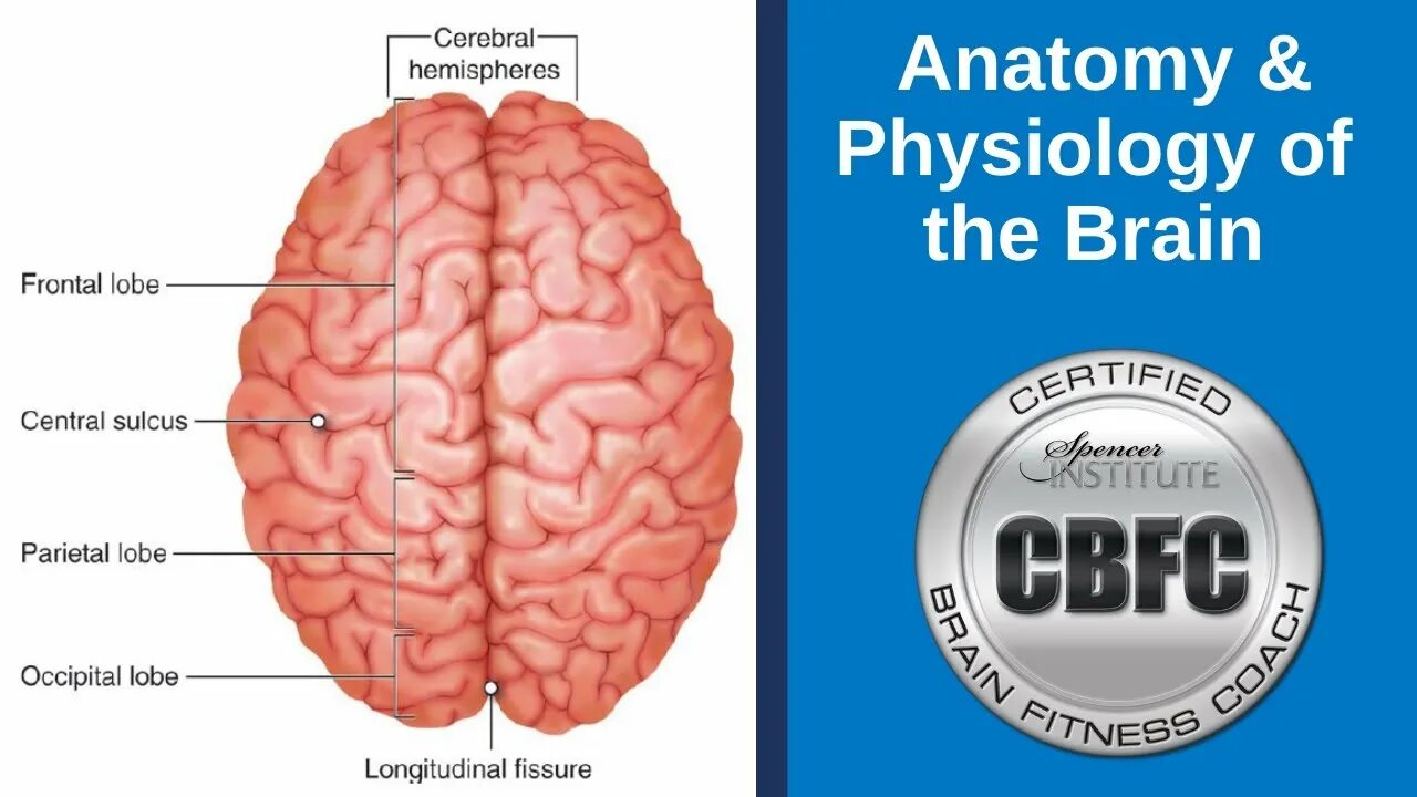 English brain. The Brain программа. Longitudinal fissure.