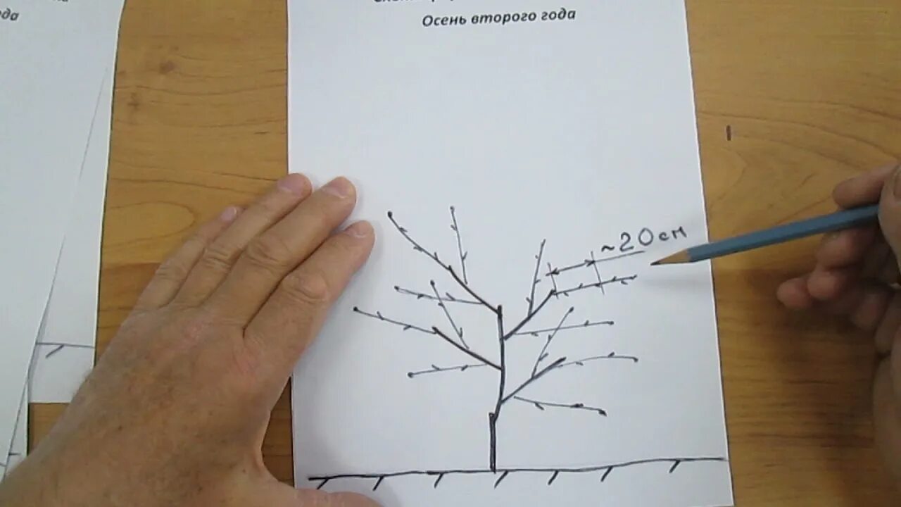 Формировка чаша. Нектарин обрезка формировка кроны. абрикос формировка кроны. формировка абрикоса чашей. формировка абрикоса весной.