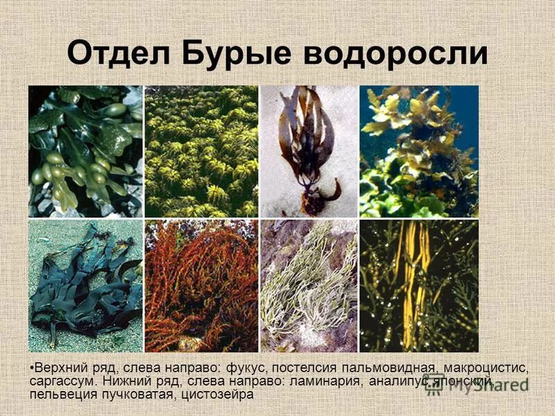 Прелставителибурых водорослей. Бурые водоросли. Бурая водоросль является. Ламинария относится к бурым водорослям. Морские водоросли ламинария.