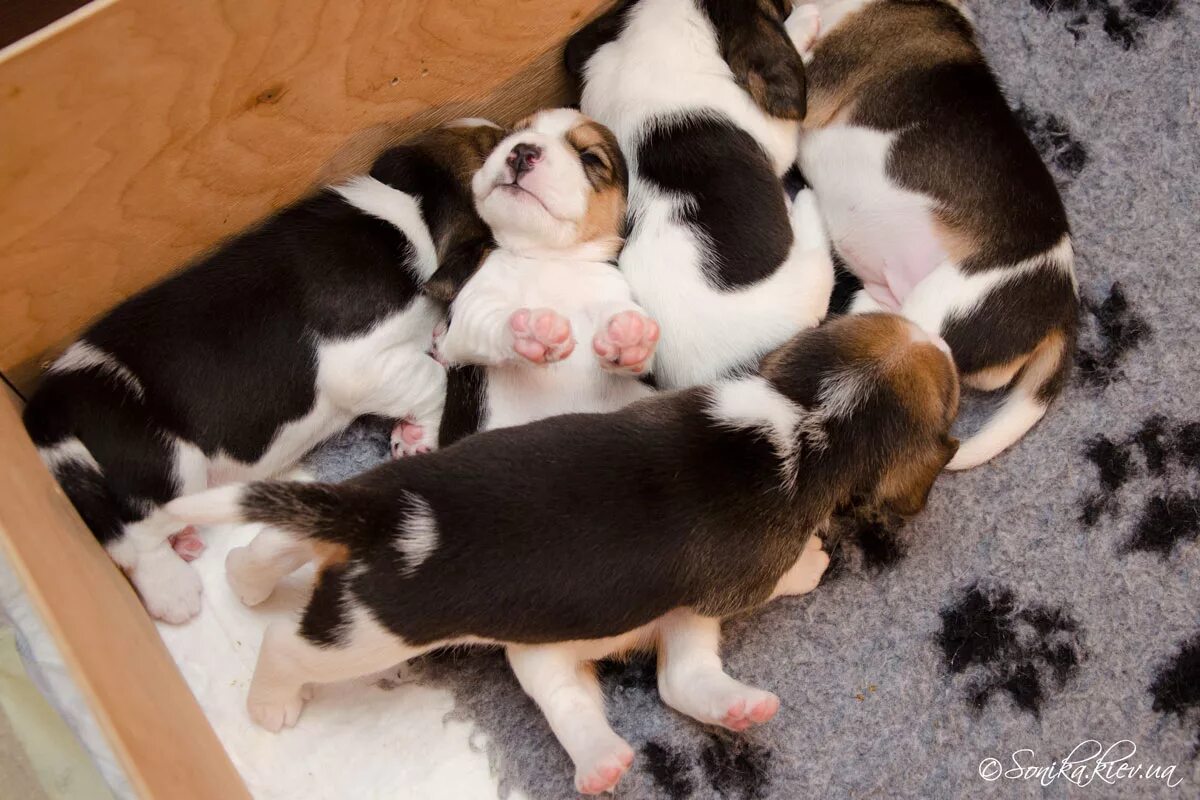 Сколько щенков бигля. Щенки биглей с матерью. Бигль щенки только родились. Сколько щенков бигля. Щенки бигля в пензе.