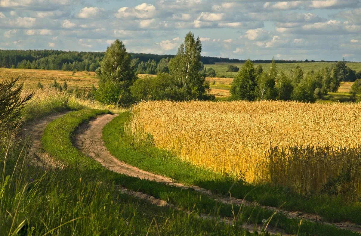 Деревенские тропинки Марий Эл. Рожь пшеница сенокос, деревня. Поле деревня. Сельская дорога. Реальное русское поле