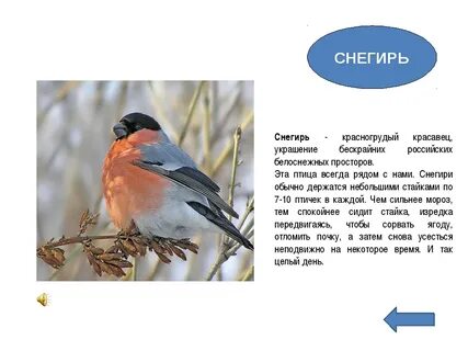 Снегирь описание для детей