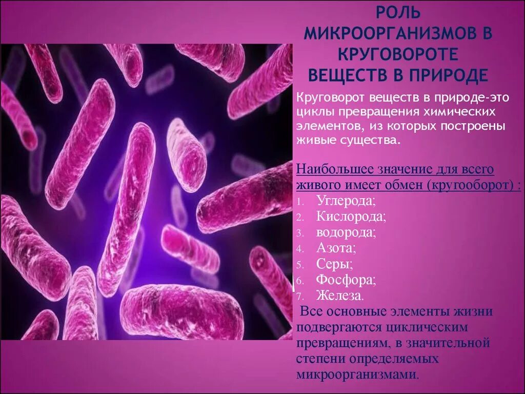 Роль микроорганизмов в превращении веществ в природе. Роль микроорганизмов в круговороте веществ. Роль микроорганизмов в круговороте веществ в природе. Роль бактерий в окружающей среде.