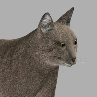 Cat 3d model