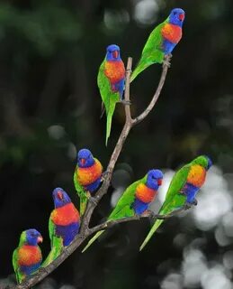Colored birds