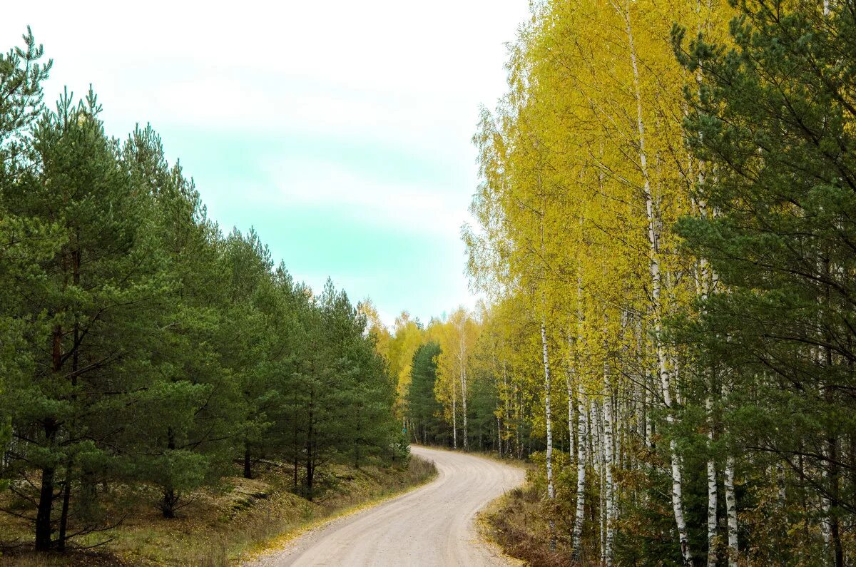 Благо лес. Краевая экологическая акция сохраним лес живым. Лесовосстановление якутия. Лесные ресурсы. Авиалесоохрана тушение.