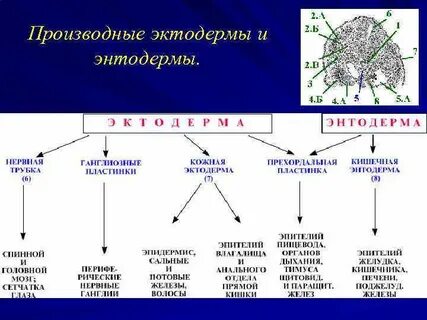 Производные тканей