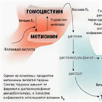 Гомоцистеин норма у мужчин. Лайф гомоцистеин комплекс. Сыроедение и гомоцистеин. Гомоцистеин солгал. Если гомоцистеин ниже нормы что это значит у женщин.