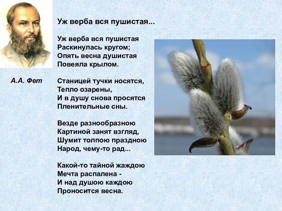 Фет уж Верба вся пушистая стих. А.А. Фет «уж Верба вся пушистая»а.а. Фет «уж Верба вся пушистая». Фет Верба стих.