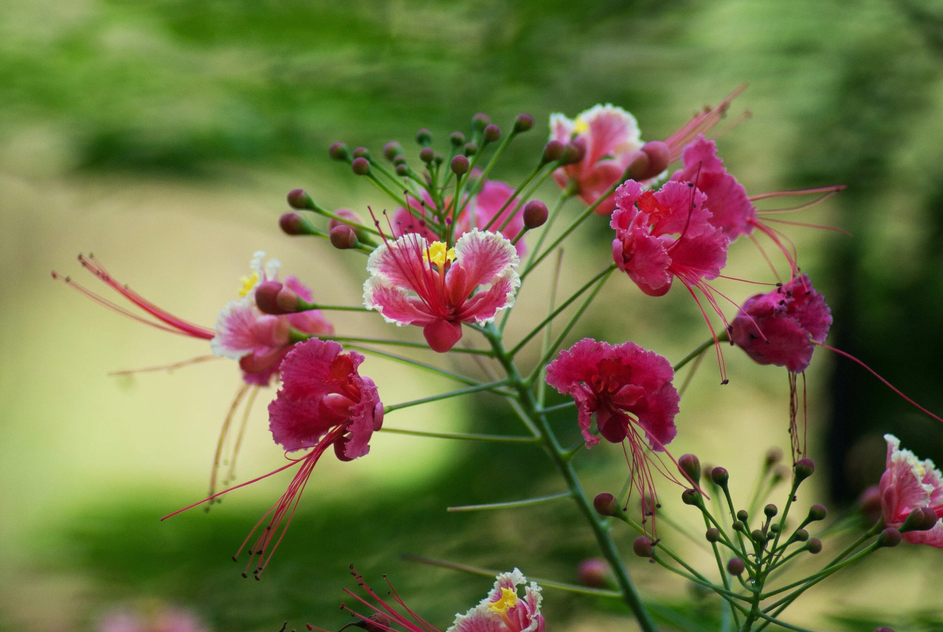 Дикий цветок на русском. Caesalpinia pulcherrima Pink. Необычные полевые растения. Китайские Дикие цветы. Дикие цветы фото.