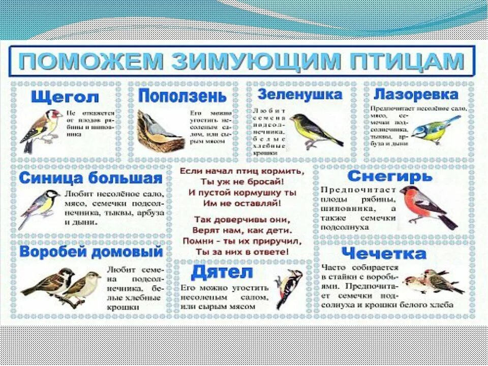 Можно ли кормить птиц салом зимой. Как кормить зимующих птиц для детей. листовка зимующие птицы. корм зимующих птицах для дошкольников. проект накорми птиц зимой.