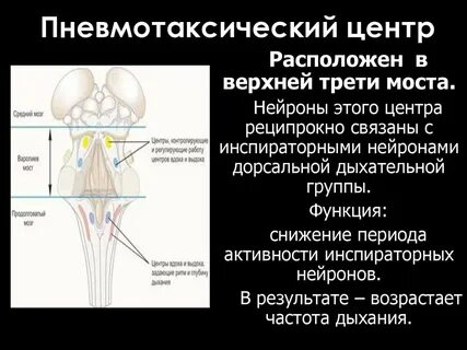 Регуляция моста