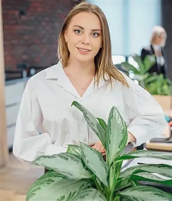 Basis основа. Basis основа