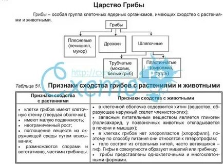 Бактерии и грибы общие признаки 5 класс