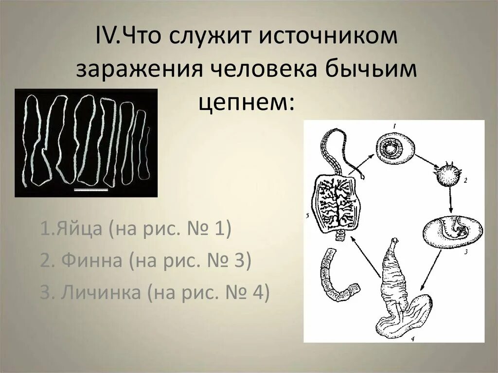 Бычий цепень замкнутая кровеносная система. Источник заражения бычьим цепнем. Пути заражения бычьим цепнем. Источник заражения бычьего цепня. Что служит источником заражения человека бычьим цепнем.