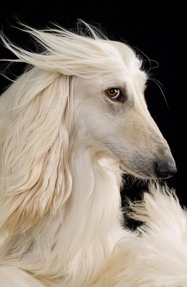Как выглядит порода собак борзая Пин от пользователя Dog Breeds на доске Borzoi Борзая, Борзые, Охотничьи собаки