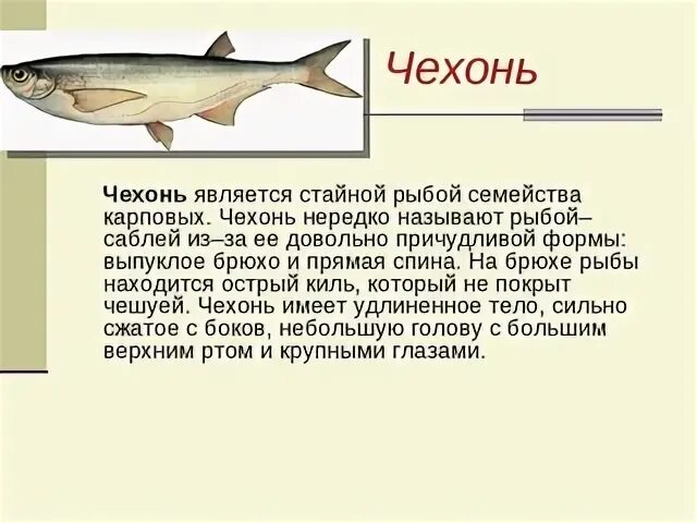 Чехонь описание рыбы