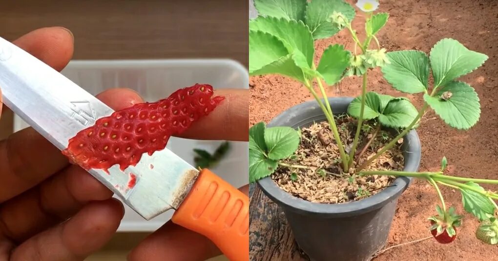 Можно ли из клубники вырастить рассаду. Рассада земляники. семена клубники. клубника из семян. рассада клубники из ягоды.