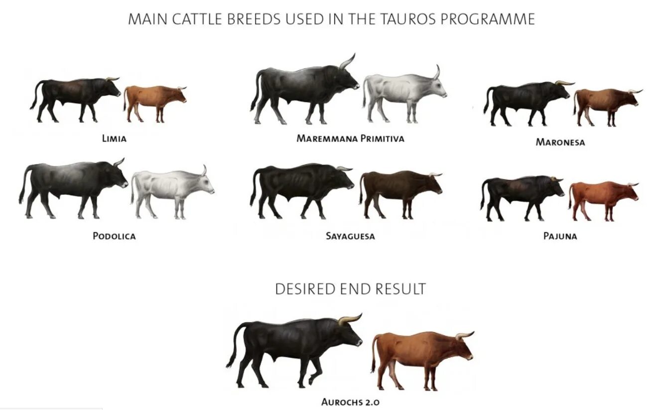 Highest breeding. Сорта растений и породы животных. cattle breeding. pajuna cattle. млекопитающие breeding.
