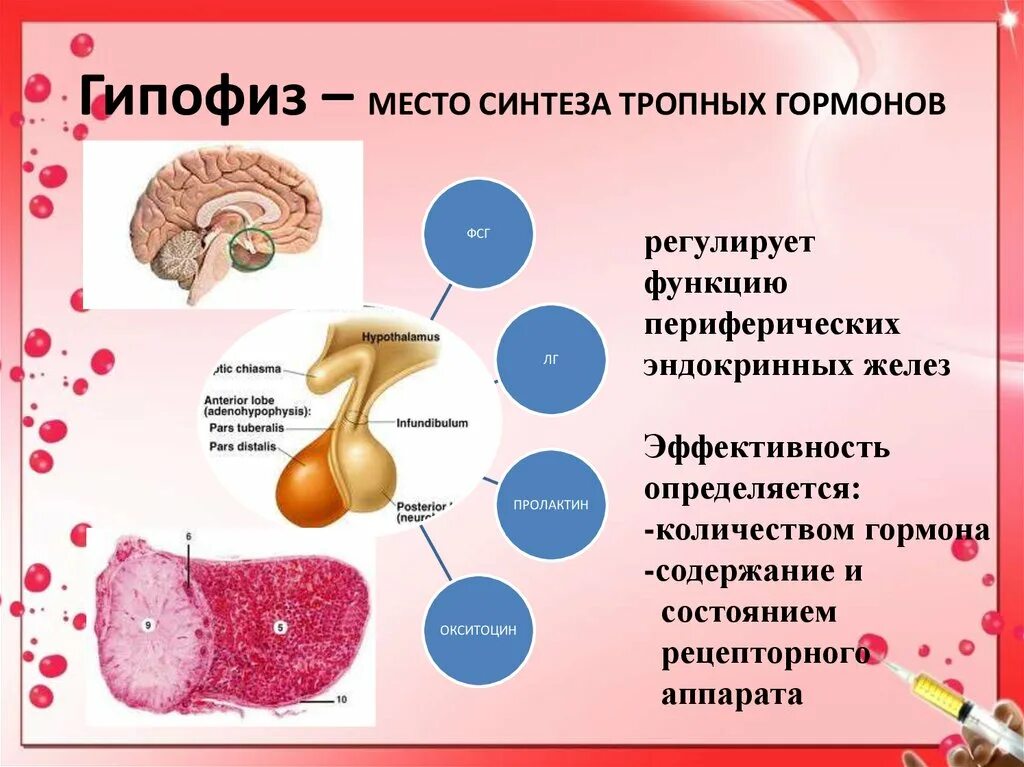 В гипофизе синтезируется гормон. Гормоны гипофиза. Гормоны синтезируемые гипофизом. Гормональная функция гипофиза. Гормоны передней доли гипофиза.