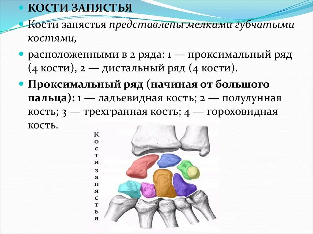 Проксимальный ряд костей запястья. Кости запястья губчатые. Короткие губчатые кости. Синдром треугольной кости. Ряд костей запястья