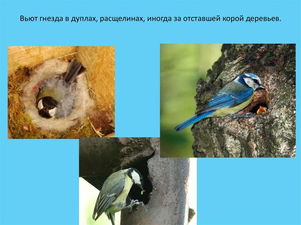 Гнезда птиц в дуплах. Гнездо птицы в дупле. гнездование синиц. гнездятся в дуплах. гнездо в дупле дерева.