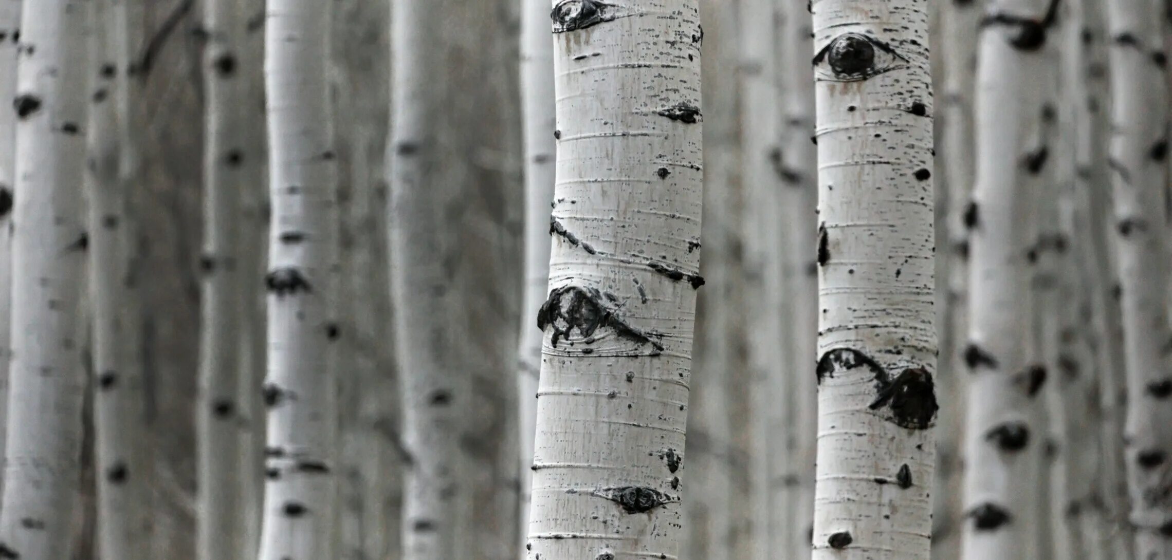 Береза жакмона (betula jacquemontii). Дерево с белым стволом. Дерево с белым стволом. Берёза бумажная. Белые стволы пестрели.