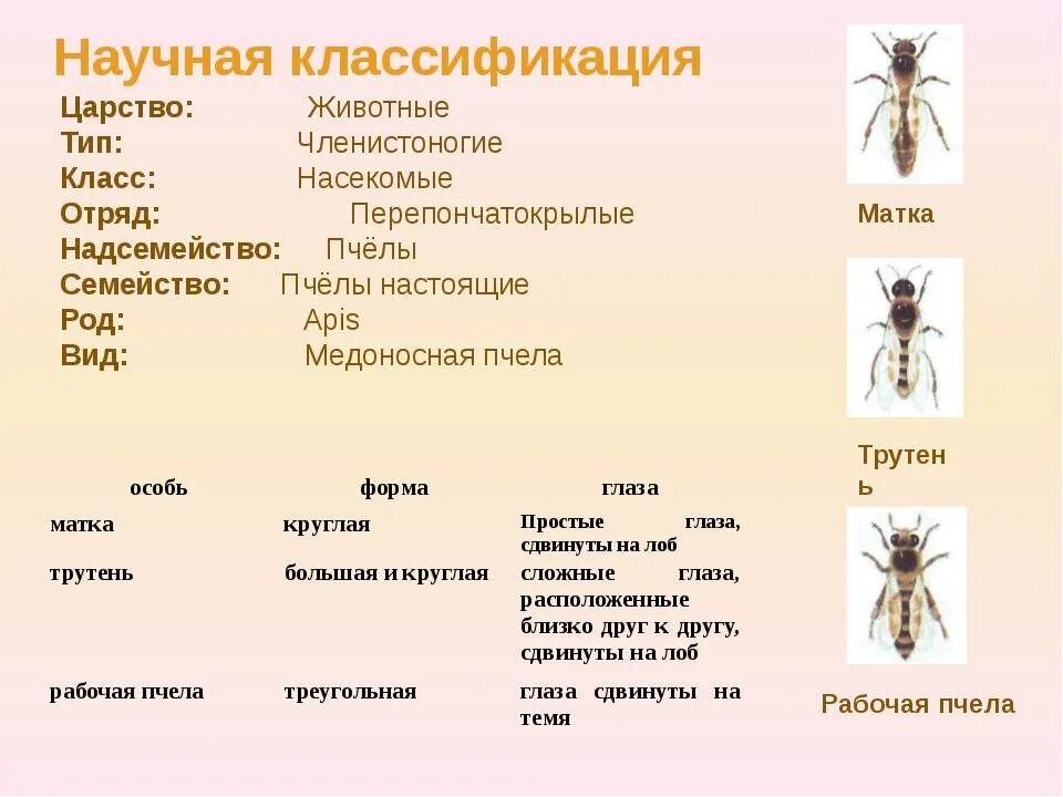 Таблица царство вид отряд. Классификация пчел. Пчёлы классификация биология 7 класс. Классификация животных насекомые. Классификация пчелы медоносной.