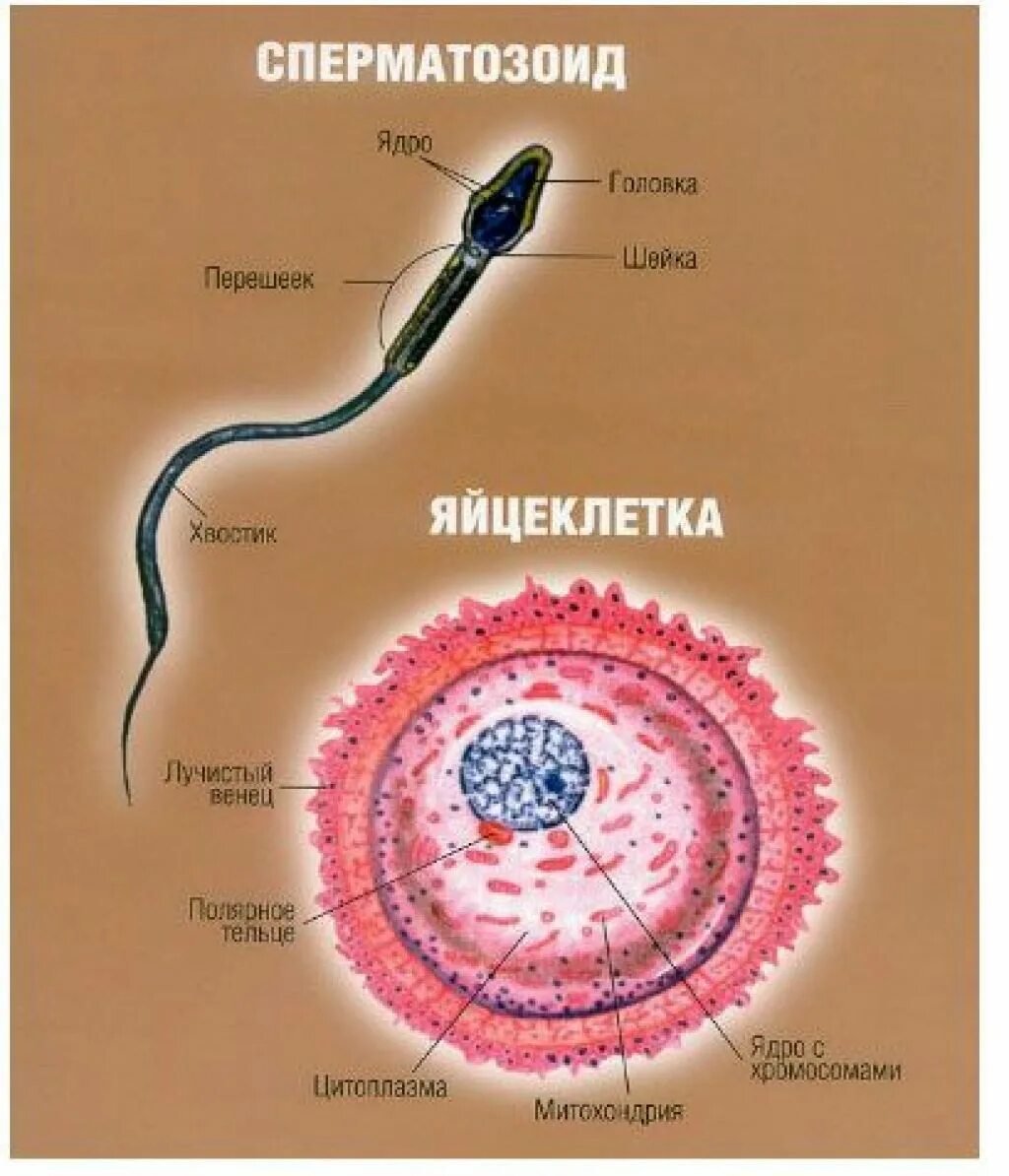 Мужская половая клетка. Строение половых клеток яйцеклетка. Строение сперматозоида и яйцеклетки. Строение яйцеклетки и спермия. Строение половых клеток сперматозоид.