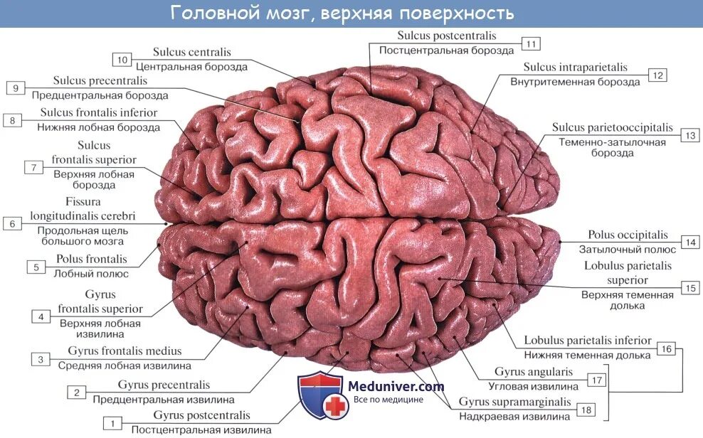 Латинское название мозга. Доли головного мозга анатомия. Верхнелатеральная поверхность полушария головного мозга. Отделы доли извилины борозды головного мозга. Медиальная поверхность головного мозга схема.