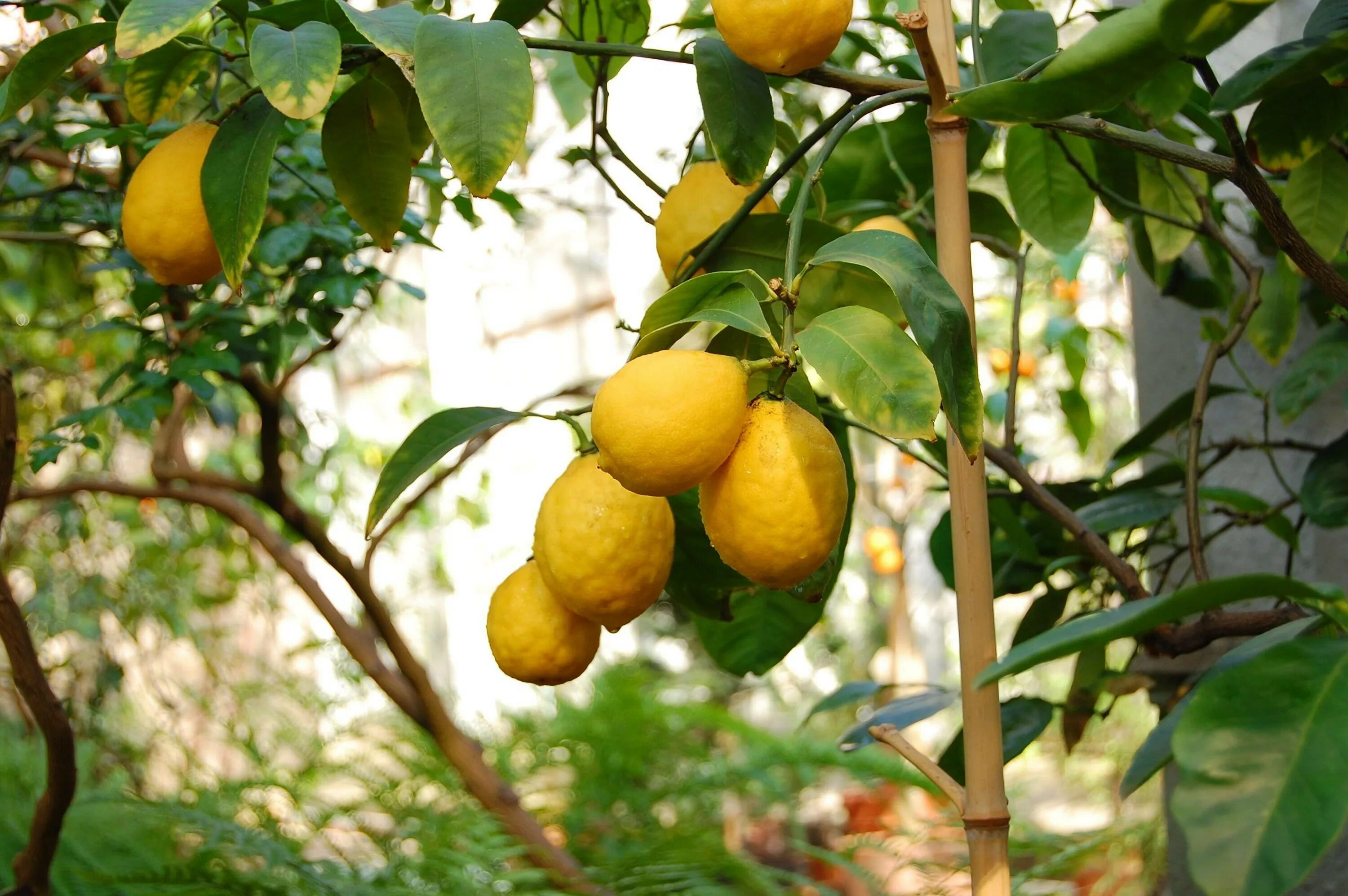 Лимон растет в россии. Лимон это дерево или кустарник. Пандероза. Лимонное дерево в природе. Лимон растет.
