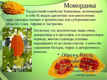Чем полезна момордика